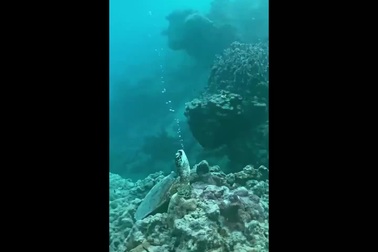 Hình ảnh thú vị của rùa biển khi nằm ngủ dưới nước