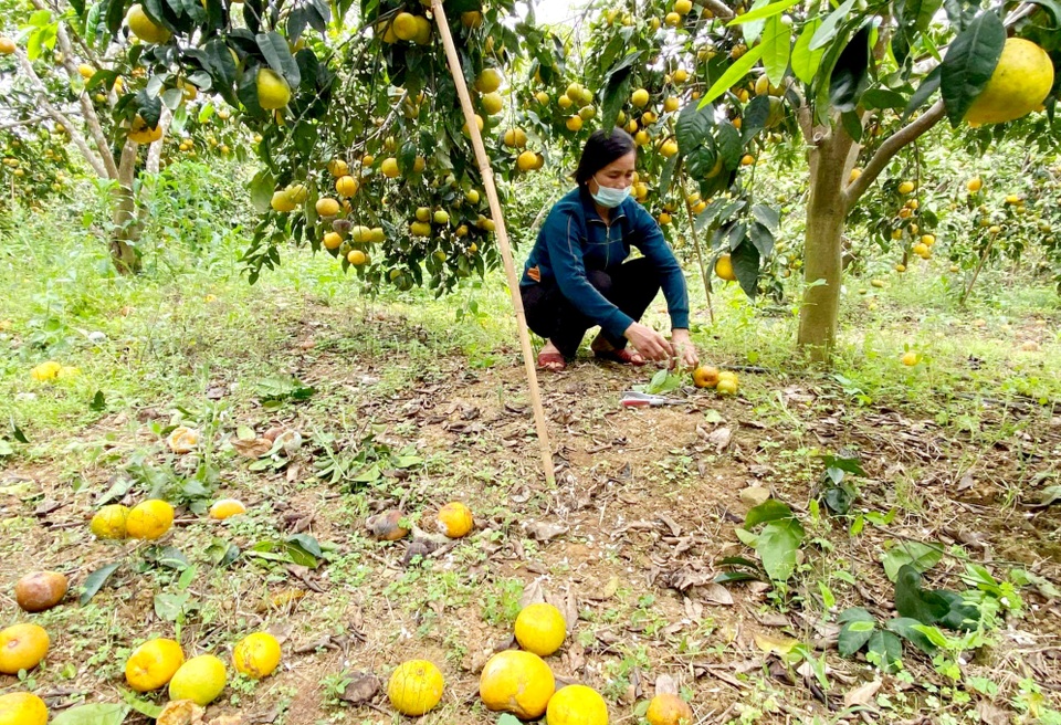 Nước mắt người trồng quýt ở vùng đất đỏ bazan - 3 Nước mắt người trồng quýt ở vùng đất đỏ bazan - 3