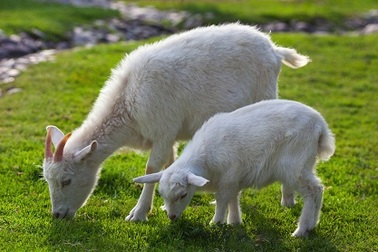 Đầu xuân, đọc về loài Dê trong văn học Việt Nam