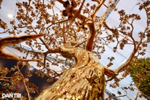 Giá vàng thế giới tăng mạnh, chênh lệch được rút bớt