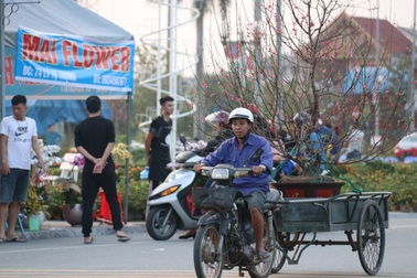 Kiếm tiền triệu từ nghề “đưa mùa xuân về nhà”