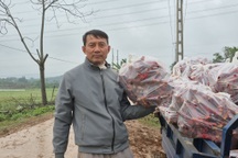 Trồng loại cây mọc đầy ở bờ rào, nông dân trở thành triệu phú