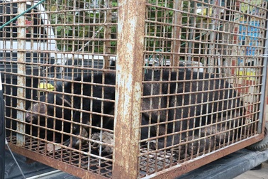 Người đàn ông khai nhốt gấu ngựa sau nhà để... làm cảnh