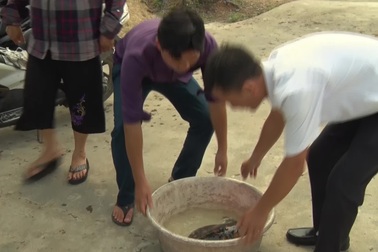 Thả rùa biển quý hiếm về đại dương.