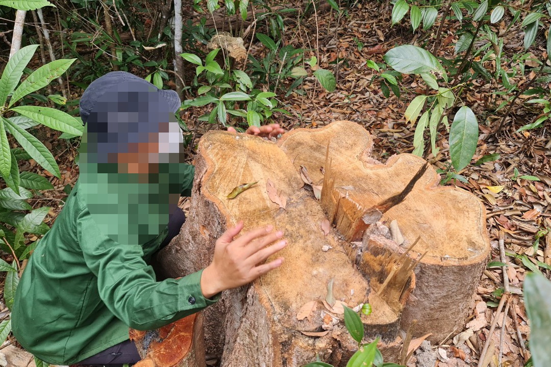 Chảy máu rừng Tây Nguyên: Ăn cám trả vàng và cuộc chiến không cân sức - 13 Chảy máu rừng Tây Nguyên: Ăn cám trả vàng và cuộc chiến không cân sức - 13