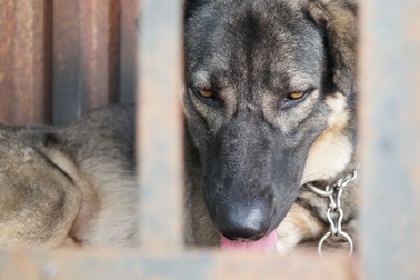 Loại virus nguy hiểm từ thú cưng có tỷ lệ tử vong lên tới 100%