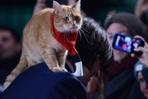 Chú mèo nổi tiếng trong cả văn học và điện ảnh đã vừa qua đời ở tuổi 14