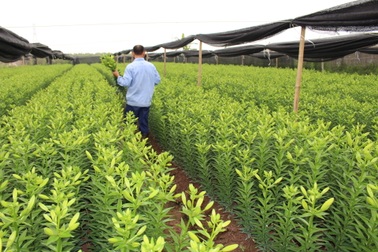 Nông dân trẻ "bén duyên" hoa ly, thu tiền tỷ mỗi năm