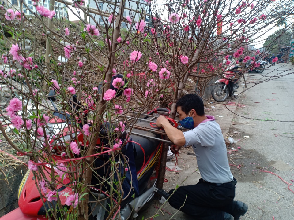 Hà Nội: Người chở đào, quất thuê mong kiếm thêm thu nhập dịp cận Tết - 3 Hà Nội: Người chở đào, quất thuê mong kiếm thêm thu nhập dịp cận Tết - 3