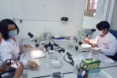 Sẽ thả muỗi phòng bệnh sốt xuất huyết ở bắc Nha Trang vào tháng 3