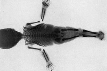 Nàng tiên cá có thực sự tồn tại?