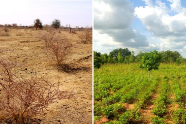 Áp dụng phương pháp không ai ngờ, lão nông biến đất sa mạc thành rừng