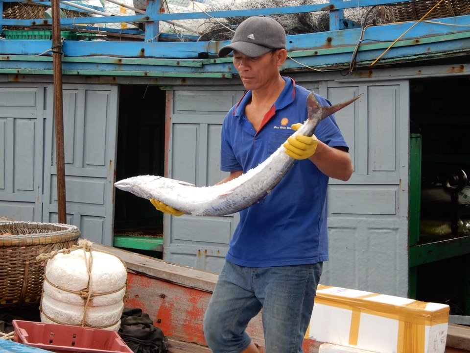 Đà Nẵng: Ngư dân được mùa cá thu sau bão - 7 Đà Nẵng: Ngư dân được mùa cá thu sau bão - 7