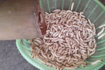 Đặc sản con "nhung nhúc" béo tròn ở Tây Bắc, bán vèo cả tạ ở Hà Nội