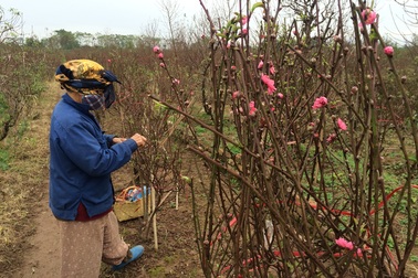 Bí quyết nhìn trăng hãm đào của người Nhật Tân