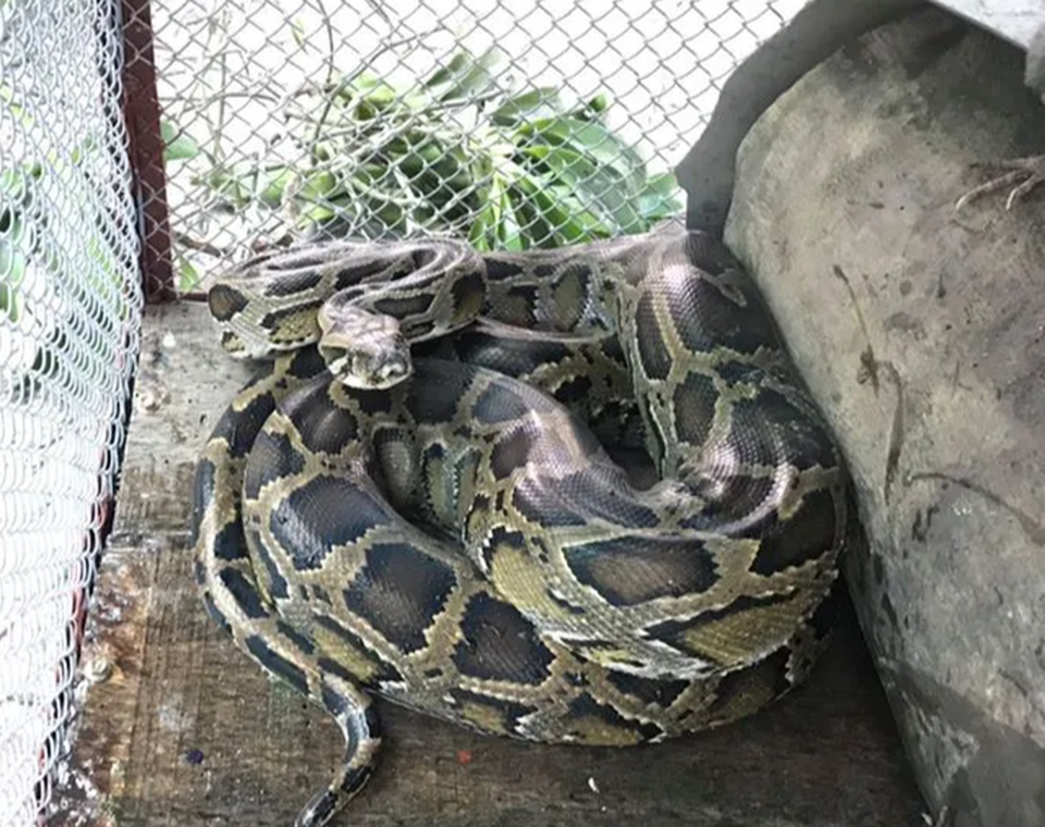 Người dân giao nộp cá thể trăn nằm trong sách đỏ thế giới - 2 Người dân giao nộp cá thể trăn nằm trong sách đỏ thế giới - 2