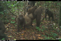 Hình ảnh loài khỉ đột hiếm có nhất thế giới địu con trên lưng