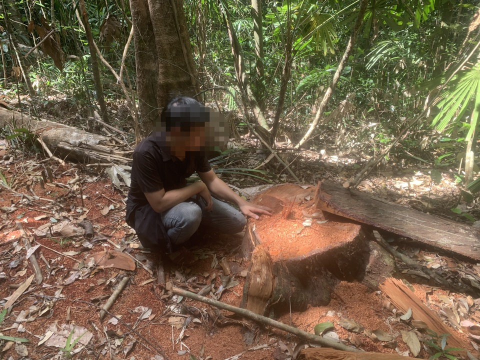 La liệt cây đại thụ bị “xẻ thịt” giữa rừng xanh, kiểm lâm không hề hay biết - 6 La liệt cây đại thụ bị “xẻ thịt” giữa rừng xanh, kiểm lâm không hề hay biết - 6