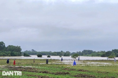 Lũ lên nhanh, người dân vẫn bất chấp nguy hiểm ra ven sông bắt dế