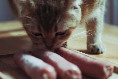 Cho mèo ăn thịt bò sống, chế độ dinh dưỡng sang chảnh hơn cả người