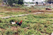 Bất động sản vùng ven "xì hơi", xẻ đất phân lô xong để... chăn bò, thả gà