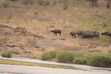 Trâu rừng xả thân đuổi đàn sư tử hòng cứu mạng lợn bướu