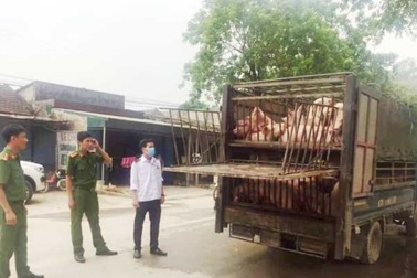 Bắt giữ xe chở 60 con lợn có biểu hiện ốm yếu từ vùng dịch tả lợn châu Phi