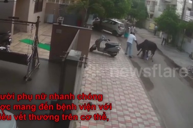 Người phụ nữ bất ngờ bị bò hoang tấn công, giẫm đạp dữ dội