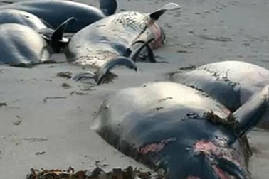 Xót xa cá voi chết hàng loạt trên bãi biển Ireland