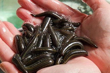 Tràn lan "thông tin bẩn" về thực phẩm sạch