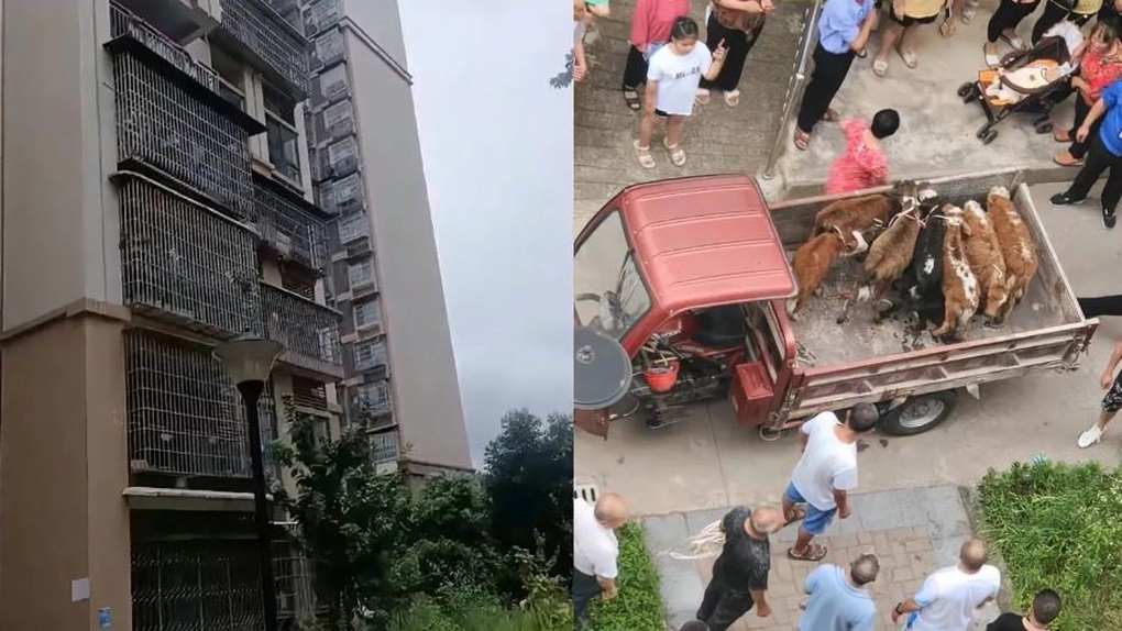 Trung Quốc: Sốc khi phát hiện hàng xóm nuôi cả đàn bò ở ban công chung cư - 1 Trung Quốc: Sốc khi phát hiện hàng xóm nuôi cả đàn bò ở ban công chung cư - 1