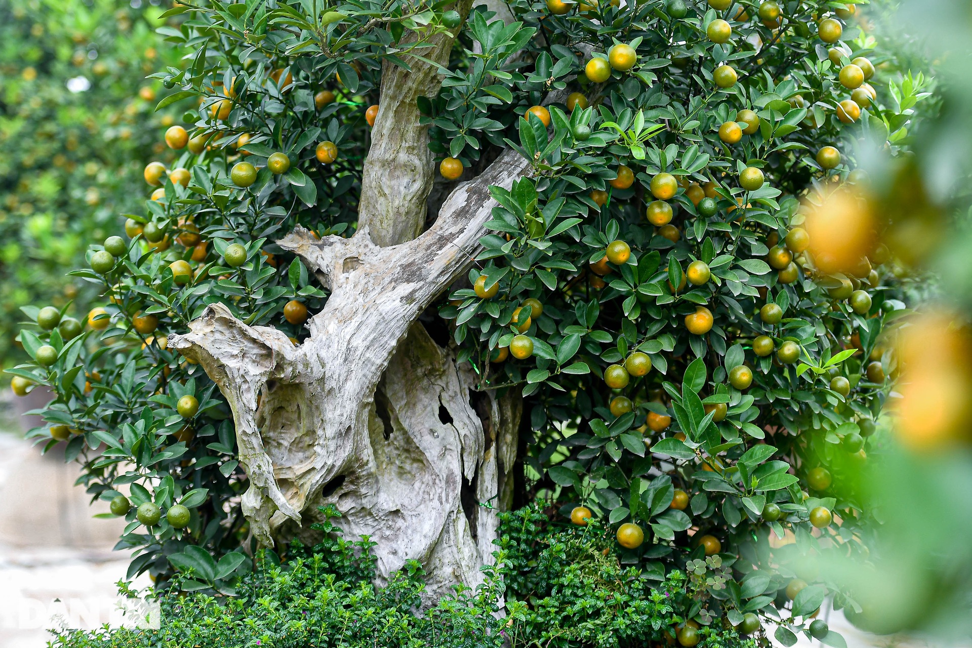 Kumquat grafted with driftwood in the shape of a dragon's head costs more than 100 million VND in Hanoi - 5