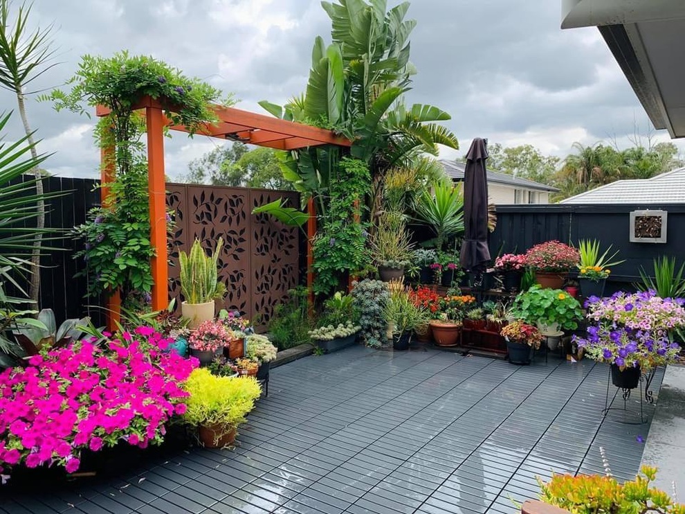 Vườn cây xinh xắn, ngập hoa của mẹ đảm gốc Việt ở Úc - 7 Vườn cây xinh xắn, ngập hoa của mẹ đảm gốc Việt ở Úc - 7