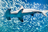 Cách giữ ấm độc đáo của cá mập đầu búa ở vùng nước lạnh
