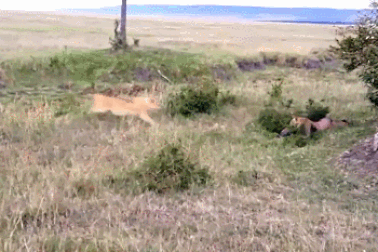 Báo đốm thoát chết khó tin trước hàm sư tử