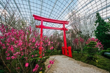 Ngắm hoa anh đào tại Singapore