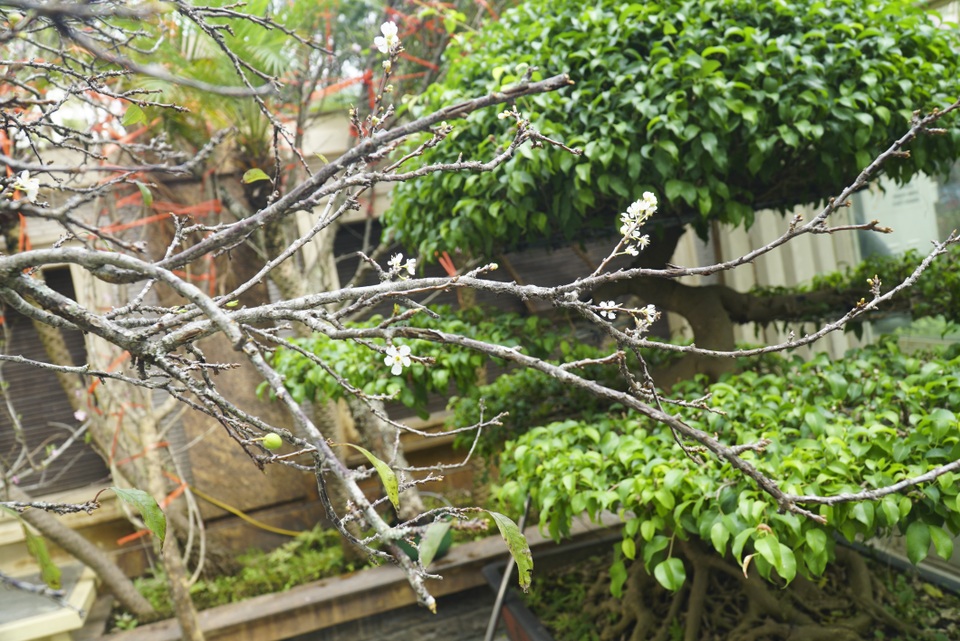 Mận rừng trắng tinh khôi xuống Thủ đô đón Tết - 3 Mận rừng trắng tinh khôi xuống Thủ đô đón Tết - 3