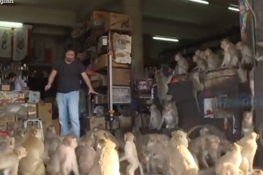 "Binh đoàn" khỉ hàng nghìn con đại náo thành phố, cảnh sát bất lực