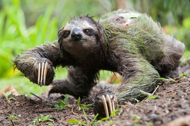 Điểm danh những loài động vật chậm chạp nhất thế giới (Phần 1)