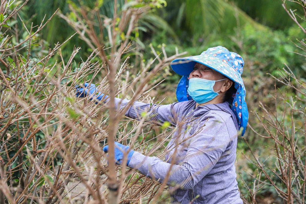 Chủ vườn mai dài cổ chờ thương lái, nguy cơ lỗ 5 tỷ đồng - 5 Chủ vườn mai dài cổ chờ thương lái, nguy cơ lỗ 5 tỷ đồng - 5