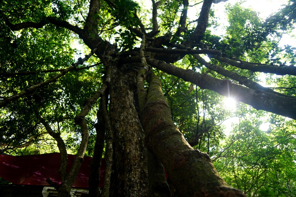 Ngắm cây võng tiên hàng trăm năm tuổi trước cửa động Từ Thức - 12