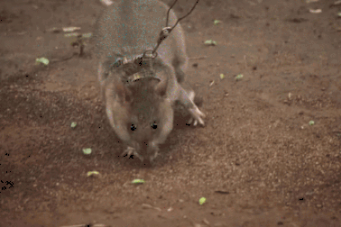 Những loài động vật có khả năng làm việc thay thế con người