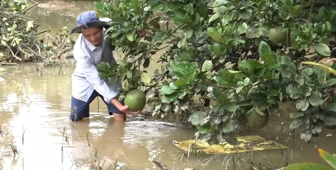 Lũ ngập tại vườn bưởi ở xã Nam Cát Tiên( H.Tân Phú).