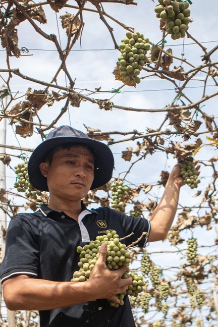 Thủ phủ nho của cả nước cắt bỏ hàng tấn nho vụ Tết sau trận lũ lịch sử