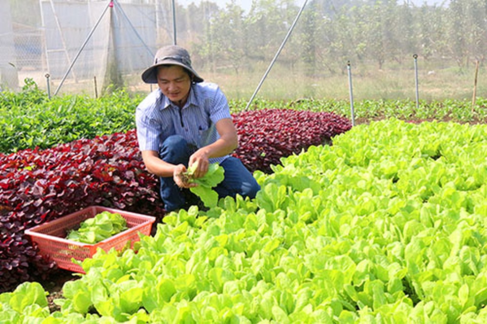 Bỏ việc ngân hàng lương cao về trồng rau 5 không lãi 100 triệu/tháng - 3 Bỏ việc ngân hàng lương cao về trồng rau 5 không lãi 100 triệu/tháng - 3