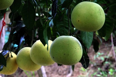 Vườn bưởi 8.000 quả hiếm có của lão nông Phúc Trạch