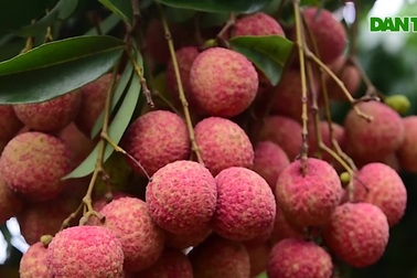 "Mục sở thị" vườn vải thiều trĩu quả ở Bắc Giang