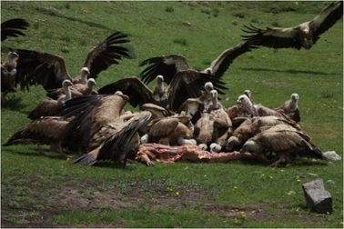 Rùng rợn với tục táng người của Tây Tạng