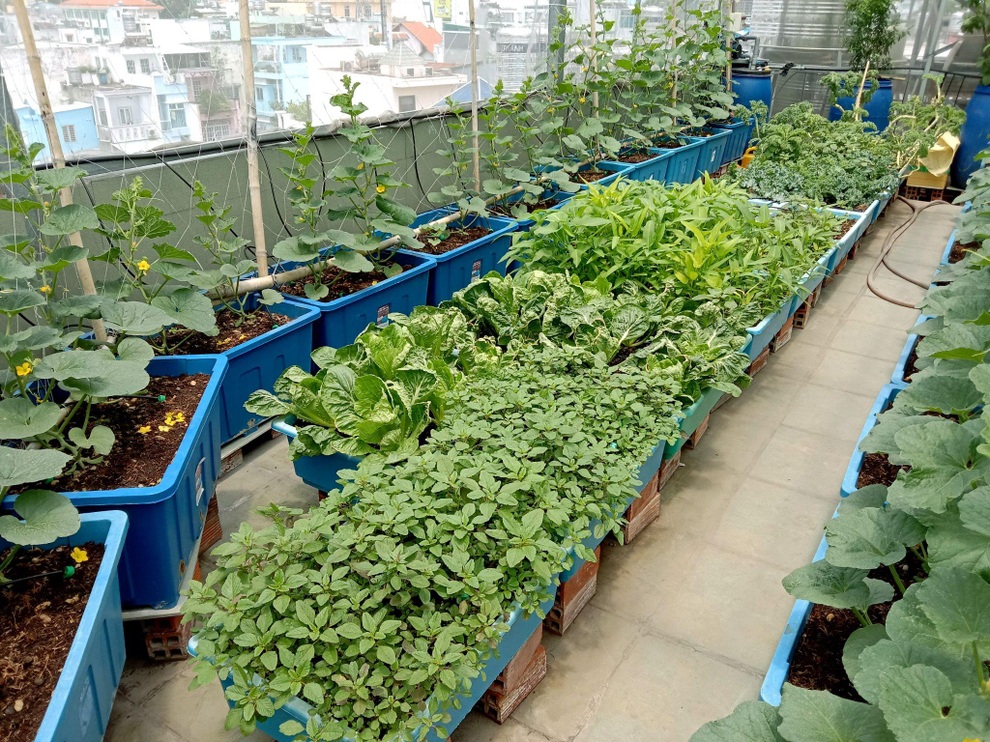 Ông bố mát tay làm vườn dưa lưới, thu hoạch 150kg/vụ ở Sài Gòn - 11