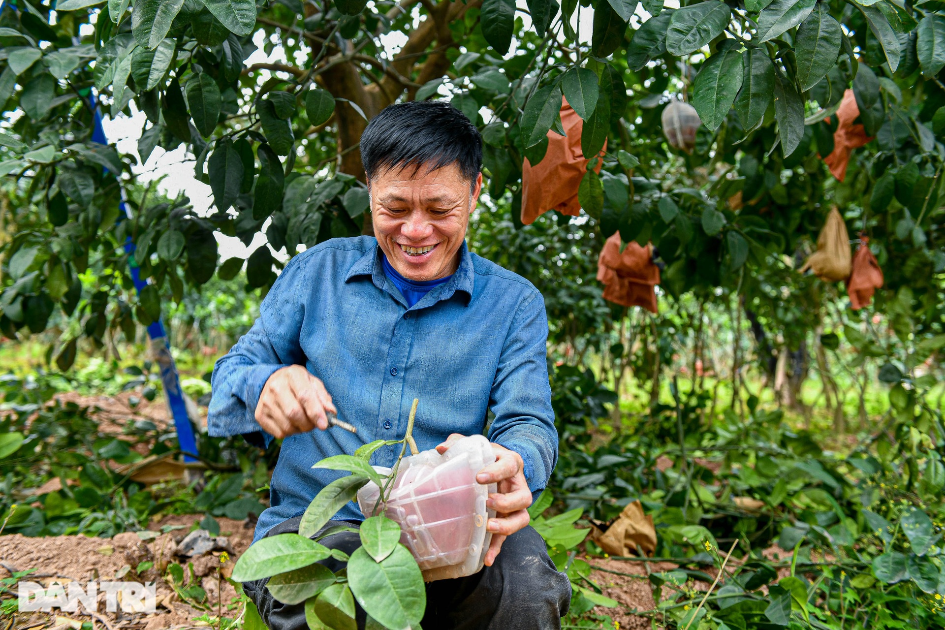 Guests grope each garden, hunt for red grapefruits to present to the king, engraved with words of wealth and fortune in Hanoi - 2